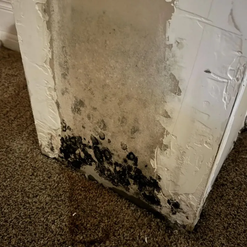 Professional Mold Removal in Gibbstown, NJ